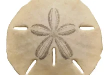 Sand Dollar