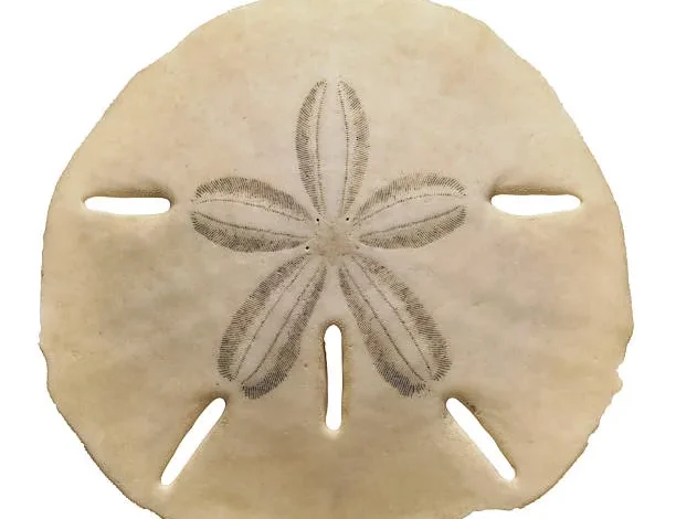 Sand Dollar